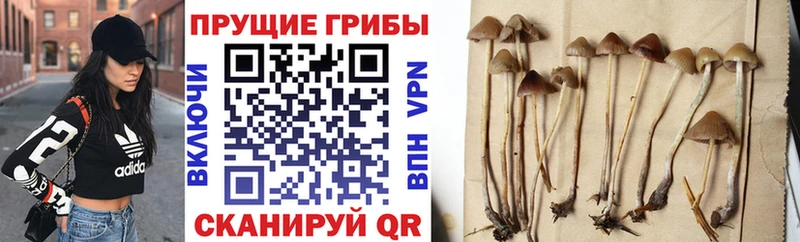Псилоцибиновые грибы Psilocybine cubensis  Сим 